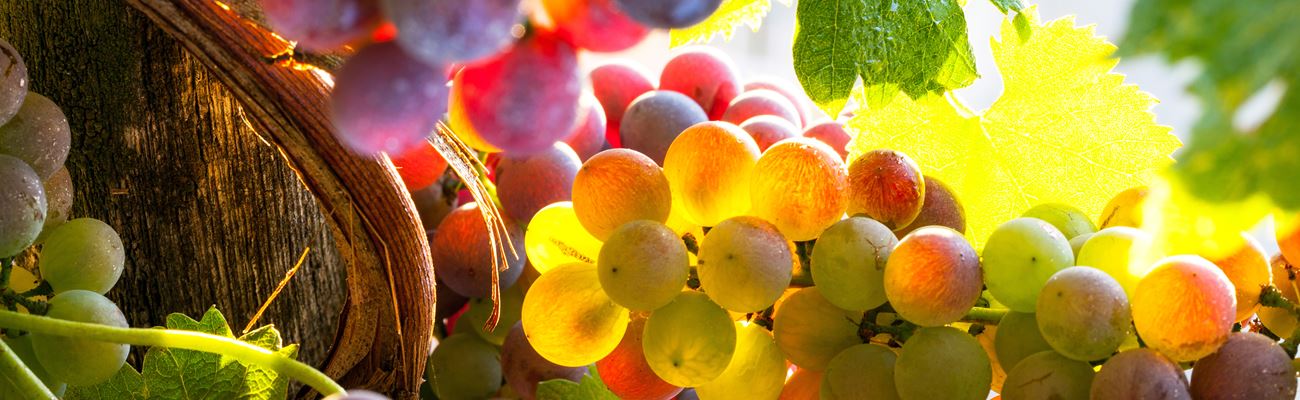 Trauben - die Herbstfrüchte mit vielen Gesundheitsvorteilen