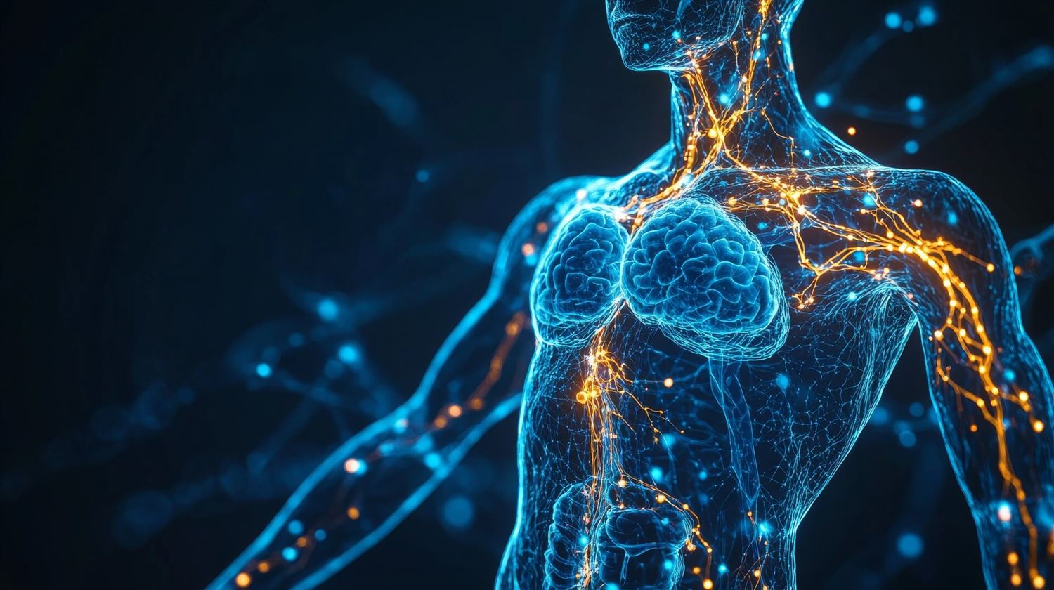Das Lymphatische System
