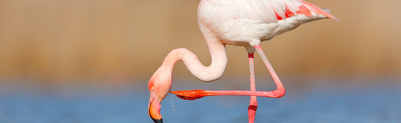 Flamingo Test