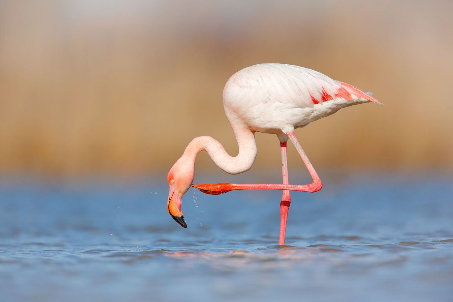 Flamingo Test