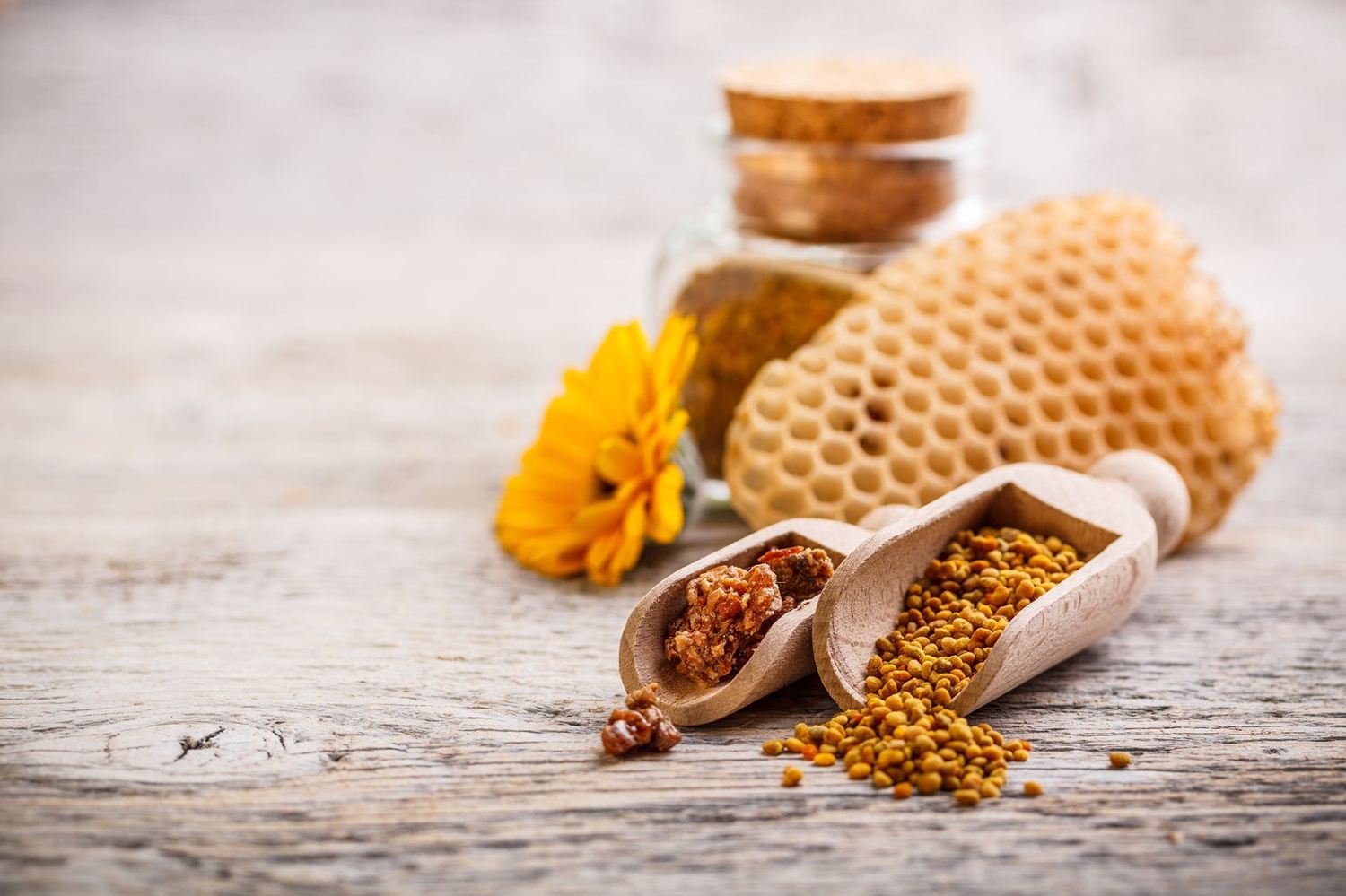 Immunsystem und Propolis