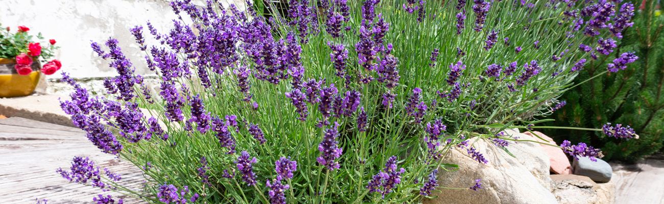 Lavendel