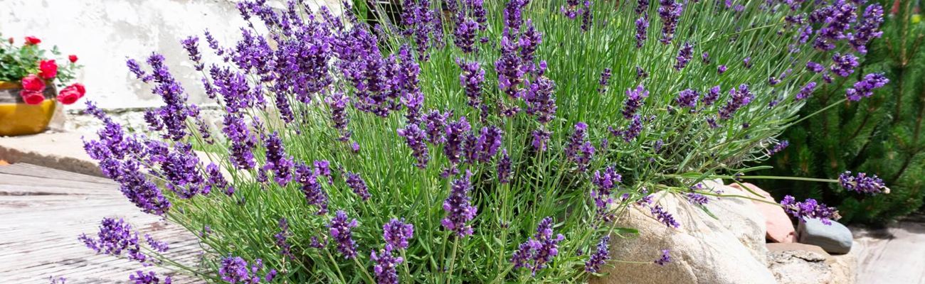 Lavendel