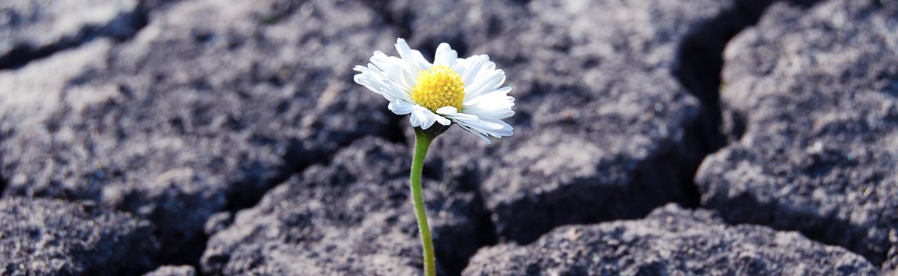 Resilienz