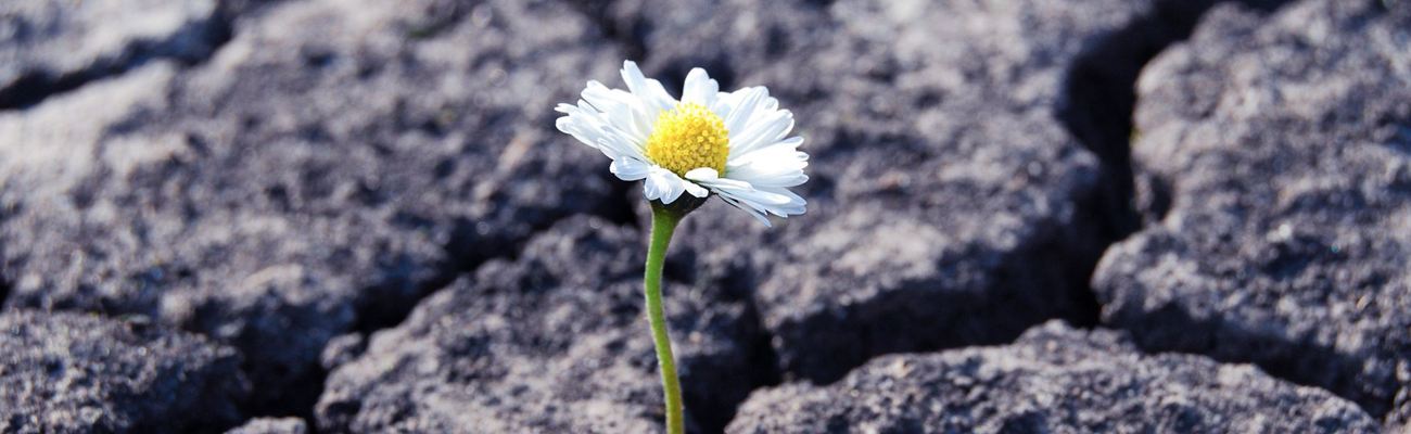 Resilienz