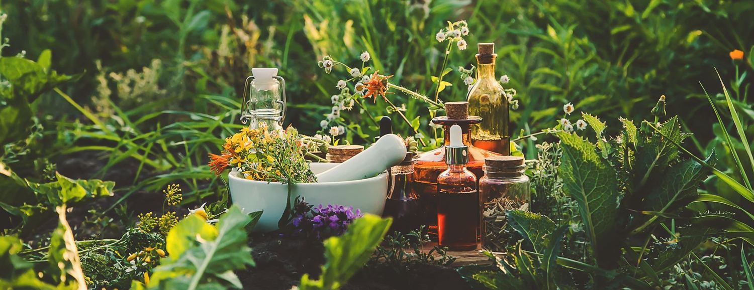Immunsystem und Heilkräuter aus dem Garten