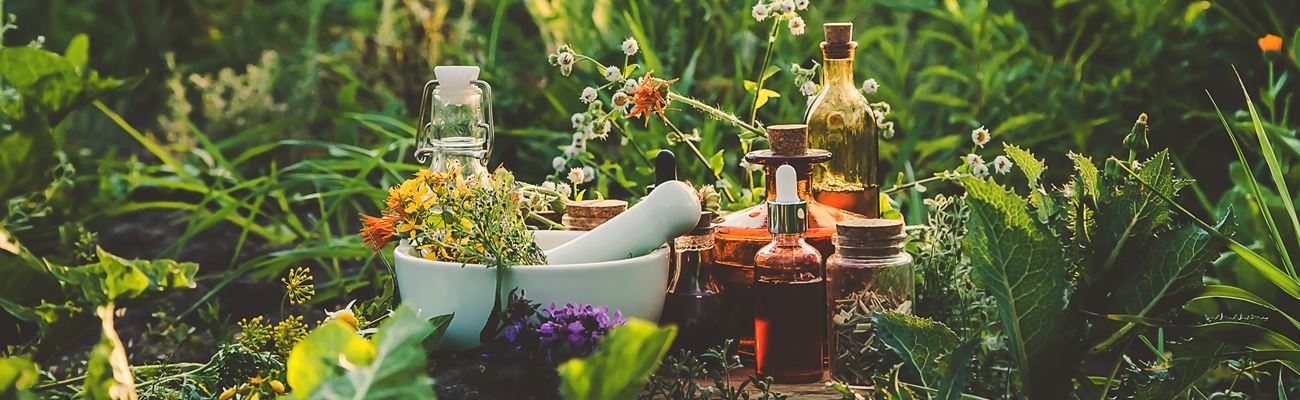 Immunsystem und Heilkräuter aus dem Garten