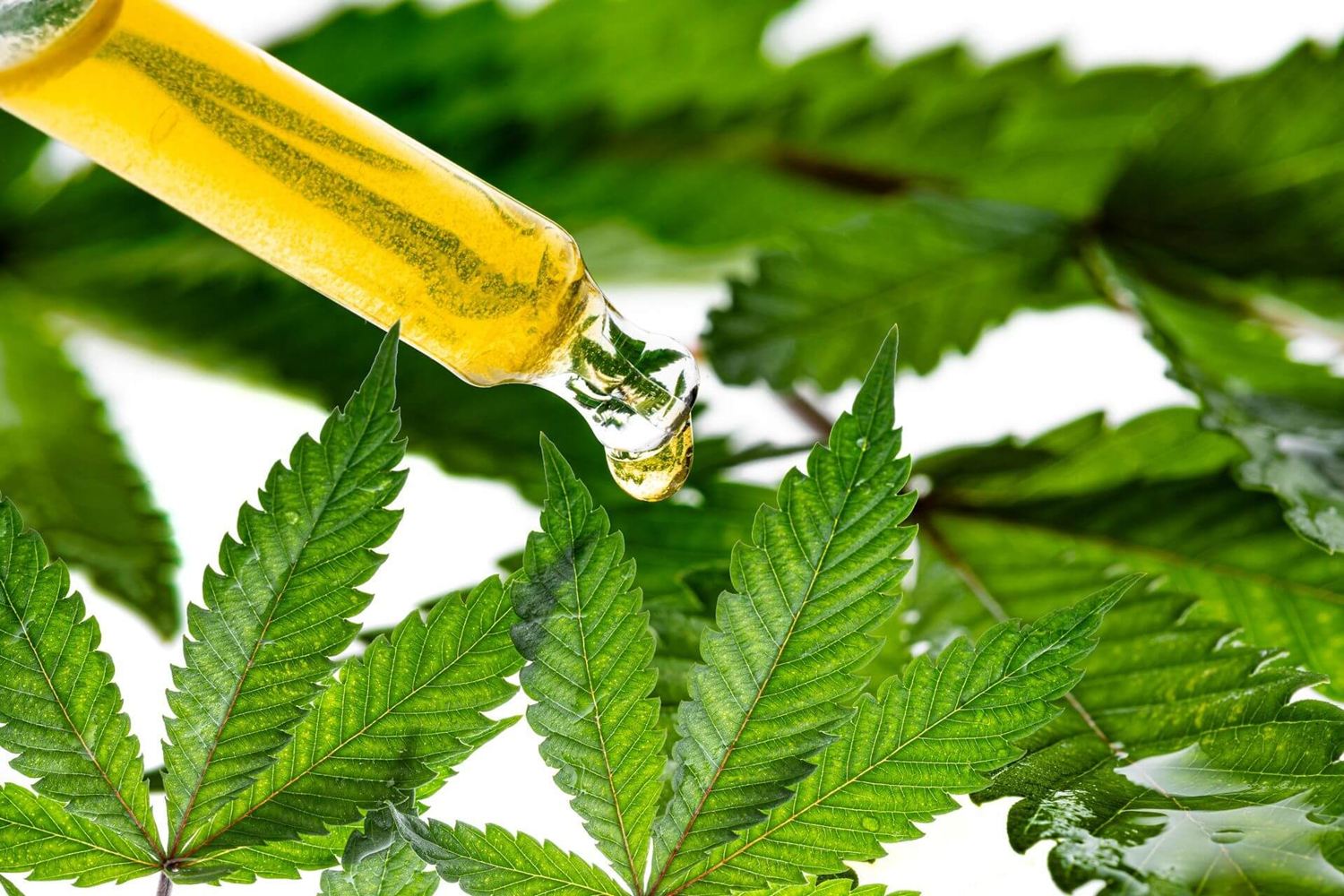 Cannabis und CBD