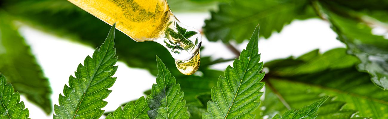 Cannabis und CBD