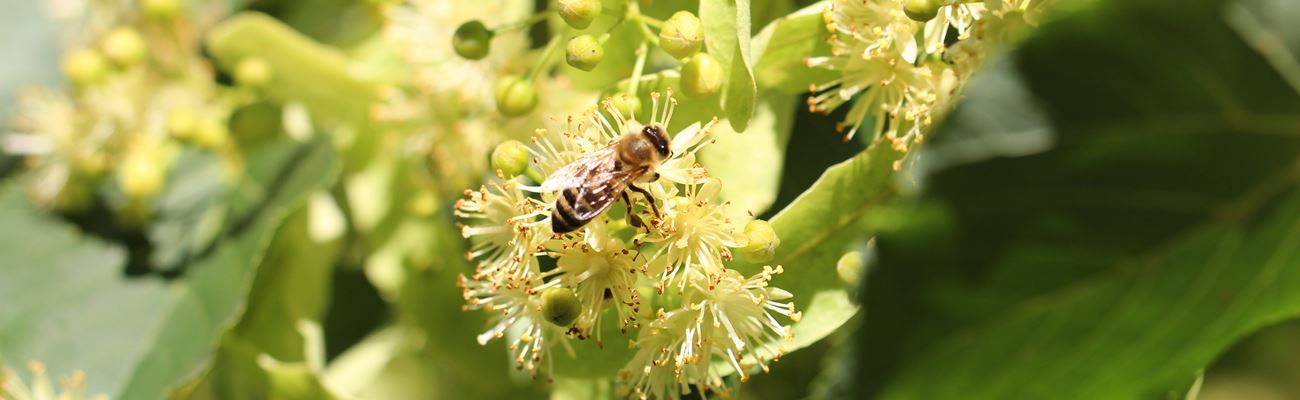 Lindenblüte