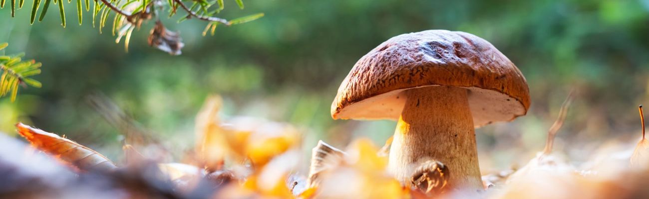 Pilze – kleine Kraftpakete