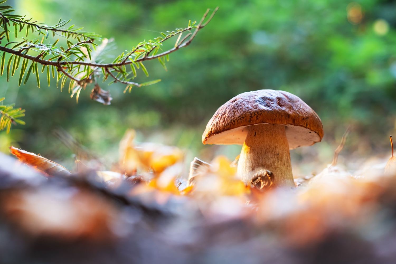Pilze – kleine Kraftpakete