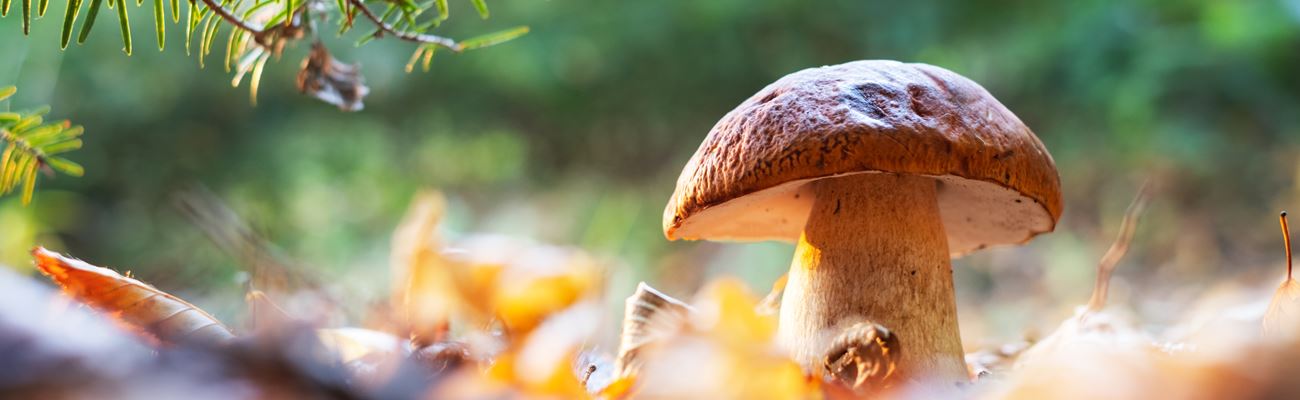 Pilze – kleine Kraftpakete