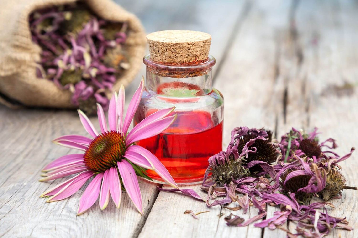 Immunsystem und Echinacea