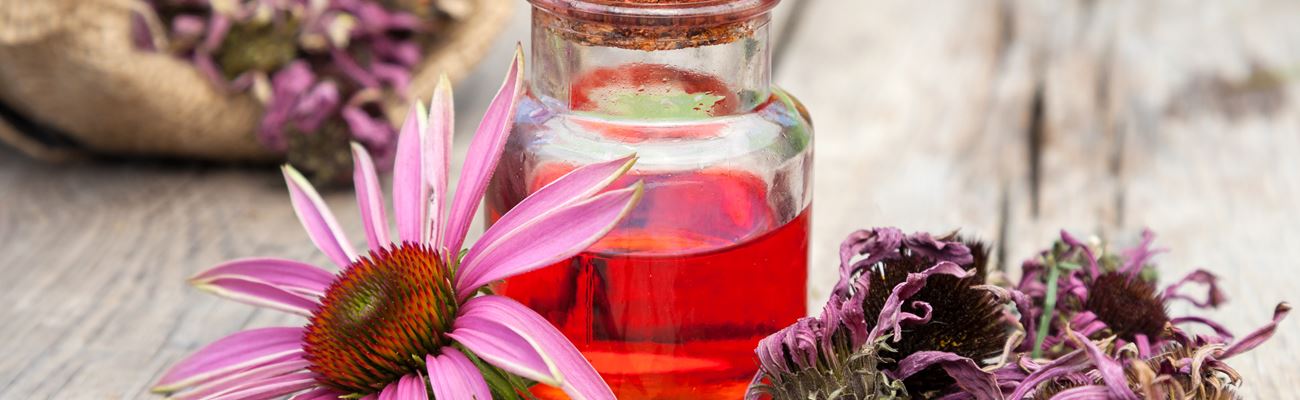 Immunsystem und Echinacea